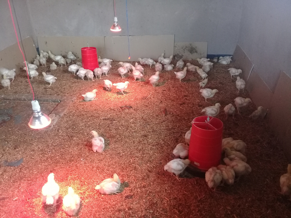 UMP Hatching Hope Egg project